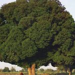 Дерево карагач – что это, как выглядит, основные виды, как посадить и ухаживать?