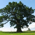 Oak - description, types and characteristics for children