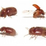 Effective remedies for the borer beetle in a wooden house