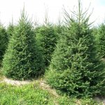 Norway spruce