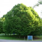Common hornbeam: description of the type of tree where it grows, planting, cultivation and care