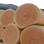 What does cedar wood look like?