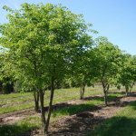 buy linden seedlings wholesale