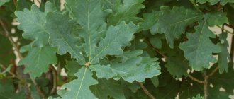 English oak leaves