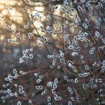 Young willow in spring