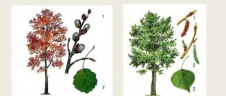 The difference between aspen and poplar