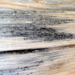 Mold on wood: types, danger, fight
