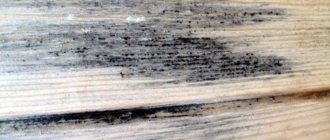 Mold on wood: types, danger, fight