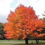 Разновидности «железных деревьев»