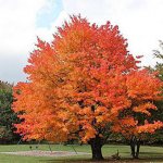 Varieties of &quot;iron trees&quot;