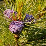 Cedar pine - what it looks like and blooms, differences from cedar, main types, planting rules