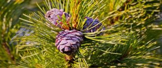 Cedar pine - what it looks like and blooms, differences from cedar, main types, planting rules